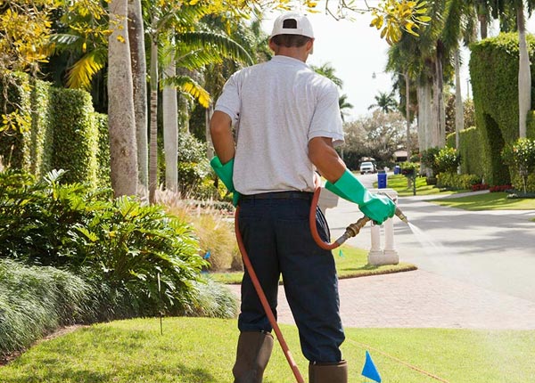 About Yellow Jacket CO Pest Control